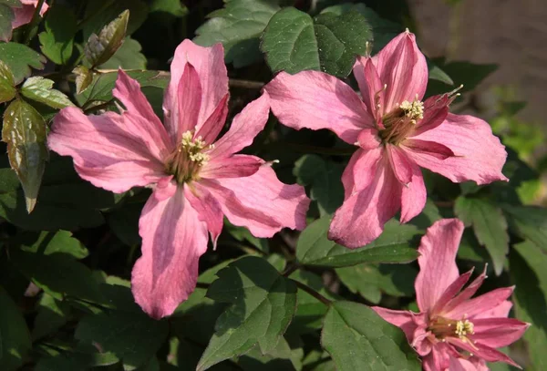 Розовые Цветы Клематис Альпинистского Растения — стоковое фото