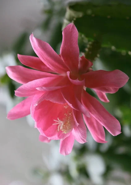 Planta Cacto Epifilum Com Flor Rosa — Fotografia de Stock