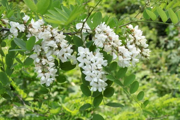 Acacia Con Flores Blancas —  Fotos de Stock