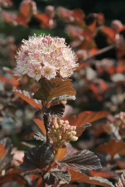 Physocarpus Opulifolius Shrub Blossoming Spring — Stock Photo, Image