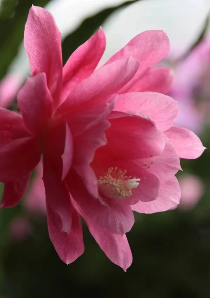 Flor Rosa Epifilum Cacto Planta Perto — Fotografia de Stock