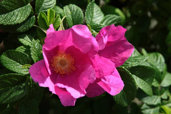 Fleurs Pourpres Rosa Canina Buisson Gros Plan — Photo