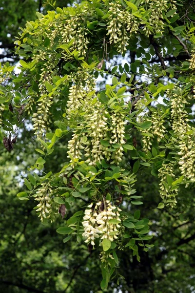 Acacia Tree White Flowers — Stock Photo, Image