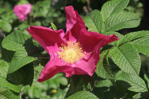 Purpurowe Kwiaty Krzewu Rosa Canina Zbliżyć — Zdjęcie stockowe