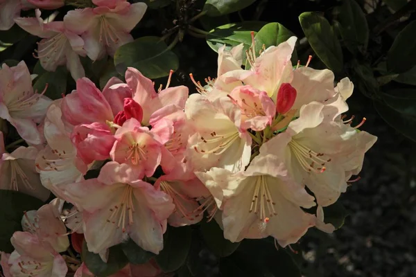 Rododendro Cespuglio Con Fiori Rosa Vicino — Foto Stock