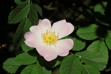 yabani gül Bush pembe çiçek