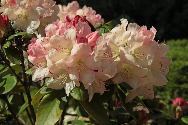 Rhododendronstrauch Mit Rosa Blüten Aus Nächster Nähe — Stockfoto