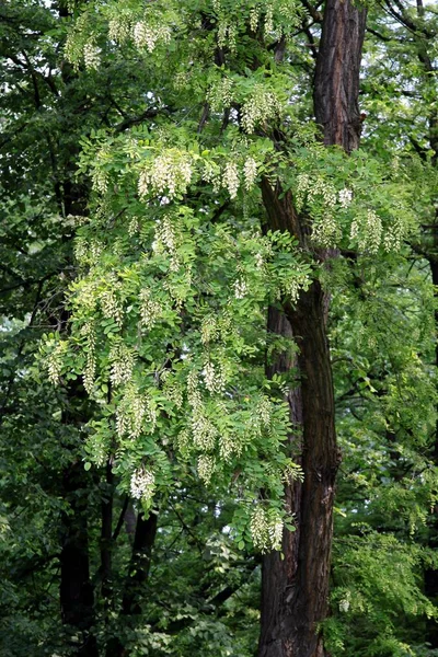 Acacia Con Flores Blancas —  Fotos de Stock