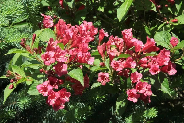 Kırmızı Çiçeklerle Weigela Süs Çalı — Stok fotoğraf