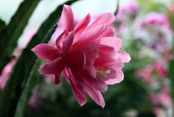 Różowy Kwiat Kaktus Epifilum Doniczkowa Roślina Bliska — Zdjęcie stockowe