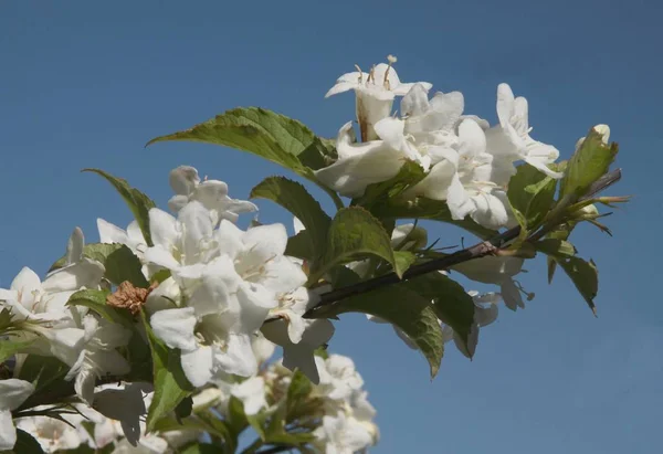 white flowers of Weigela ornamental bush