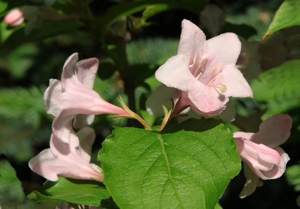 Weigela Ozdobne Krzew Czerwonymi Kwiatami — Zdjęcie stockowe