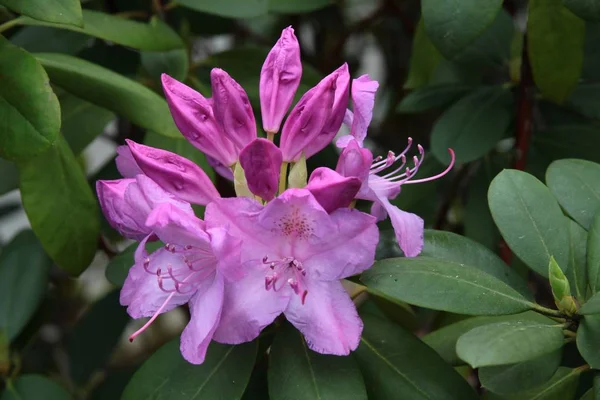 Rododendron Bush Różowe Kwiaty Zbliżenie — Zdjęcie stockowe