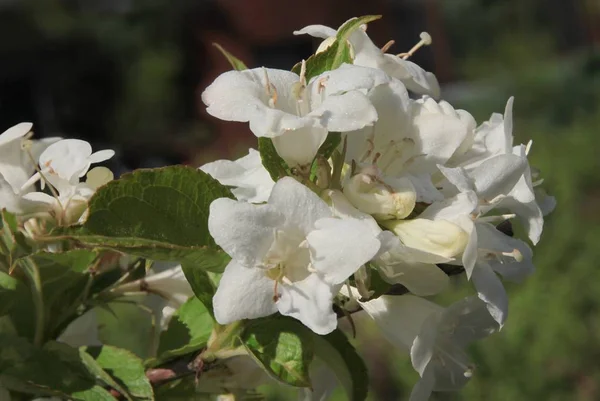white flowers of Weigela ornamental bush