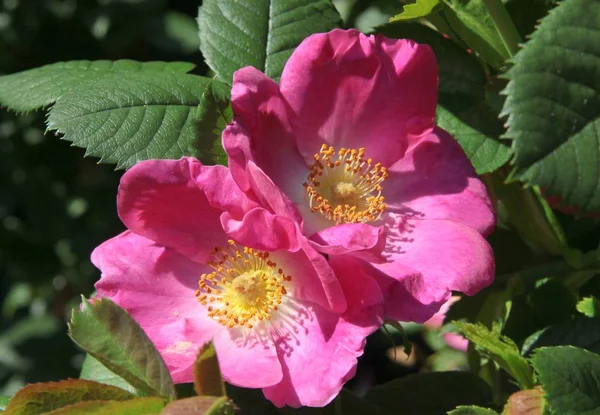 Różowe Kwiaty Rosa Canina Bush Zbliżenie — Zdjęcie stockowe