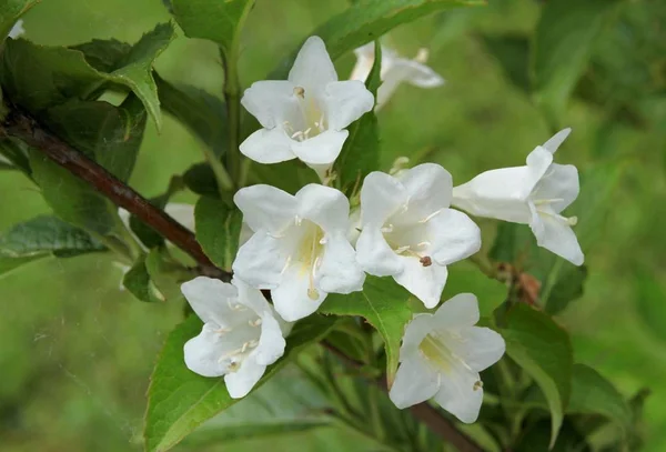 Białe Kwiaty Krzewu Ozdobowego Weigela — Zdjęcie stockowe