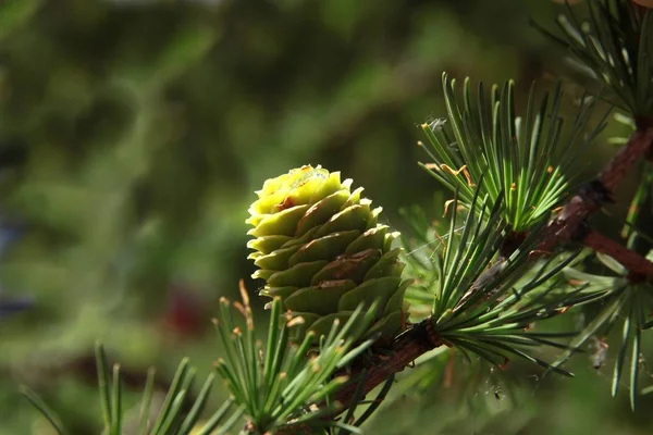 Mélèze Avec Cônes Verts Printemps — Photo