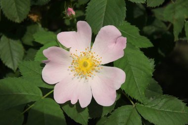 yabani gül Bush pembe çiçek