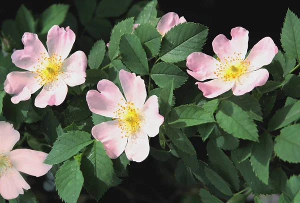 野生のバラの茂みのピンクの花 — ストック写真