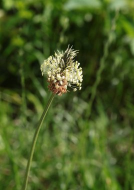 Beyaz çiçekler ile Plantago Lanceolata ot yakın