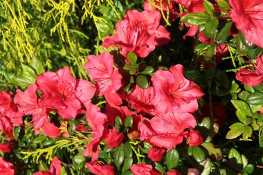 İlkbaharda çalı kırmızı çiçekleri