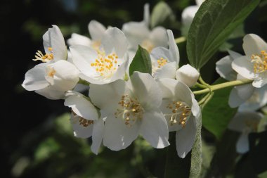 Jasmine Bush yakın yukarı beyaz çiçekler