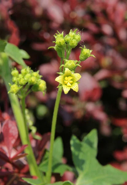 Petite Fleur Jaune Une Plante Grimpante Inconnue — Photo