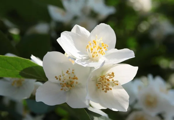 Fiori Profumati Bianchi Cespuglio Gelsomino Vicino — Foto Stock