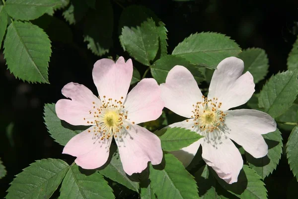 Rosa Blüten Des Wilden Buschrosen — Stockfoto