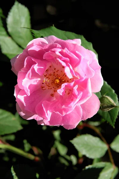 Hübsche Rosa Rose Einem Garten — Stockfoto