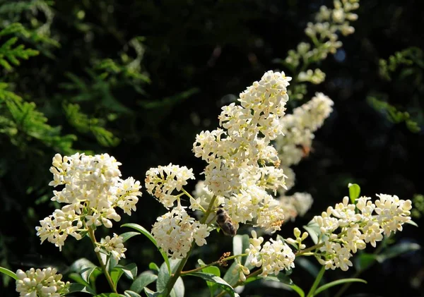 夏のプリベットブッシュの白い香りの花 — ストック写真