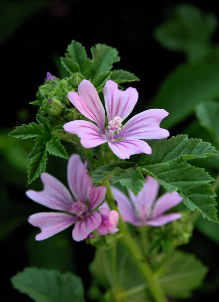 Fleurs Lila Malva Silvestris Plante Sauvage — Photo