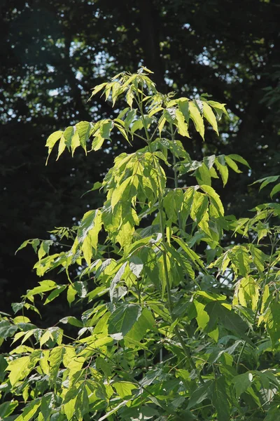 Acer Negundo Albero Con Semi Vicino — Foto Stock