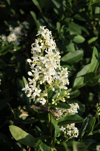 Fiori Bianchi Profumati Cespuglio Privet Estate — Foto Stock