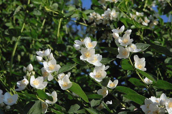 Fiori Bianchi Cespuglio Gelsomino Vicino — Foto Stock