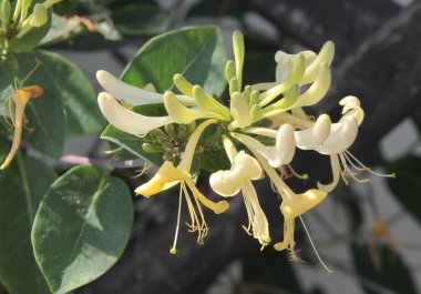 Lonicera Periclymenum tırmanma bitki sarı çiçekler