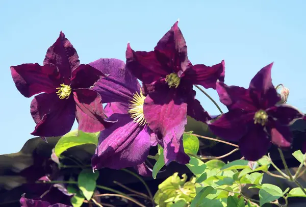 Clematis Wspinaczka Roślina Purpurowe Kwiaty — Zdjęcie stockowe