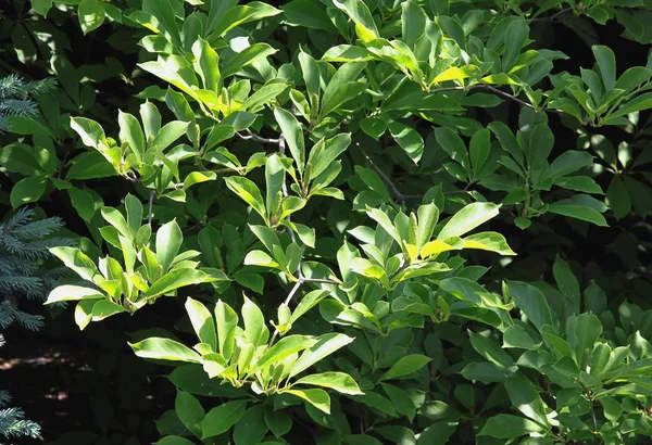 Hojas Verdes Árbol Magnolia Verano — Foto de Stock