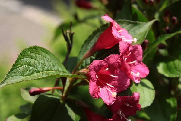 Flores Rojas Weigela Arbusto Ornamental —  Fotos de Stock