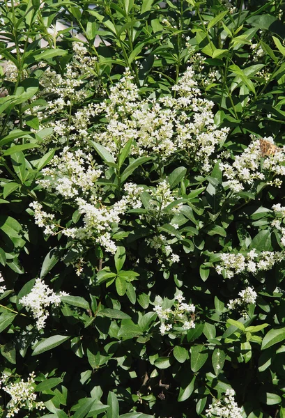 Privet Bush Blossoming Spring Close — Stock Photo, Image
