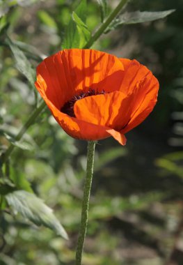 bir bahçede çiçek açan kırmızı haşhaş