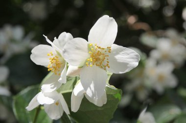 yasemin bush ile beyaz çiçekler