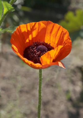 bir bahçede çiçek açan kırmızı haşhaş