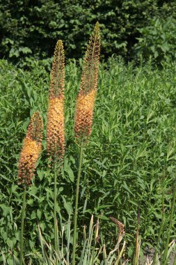 eremurus stenophyllus bitki bir bahçede çiçekleme