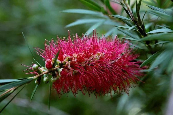 red flower of callistemon tropical plant close up