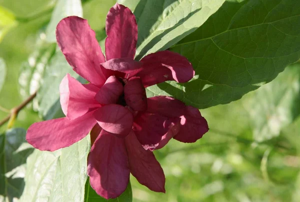 Calycanthus Raulstonii Hartage Вино Фиолетовыми Цветами Закрыть — стоковое фото