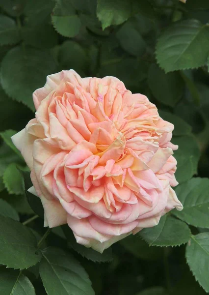 Rosa Rose Blüht Einem Garten — Stockfoto