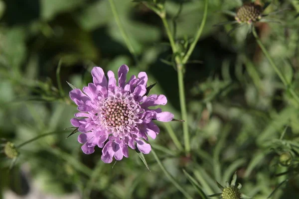 Scabiosa Caucasica Plant Purple Flowers — Stock Photo, Image