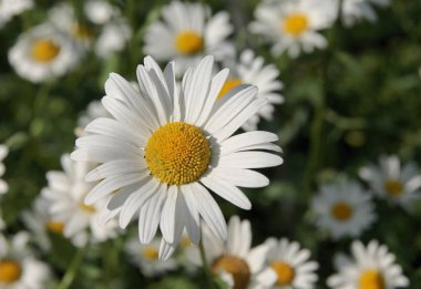 krizantem leucanthemum bitkinin beyaz çiçekleri