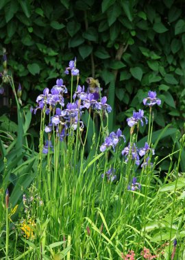 lila bir bahçede irises